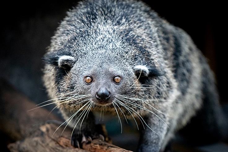 Binturong ming ming