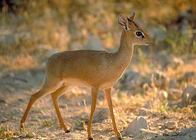 Damara dik dik