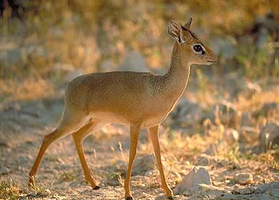 Damara dik dik