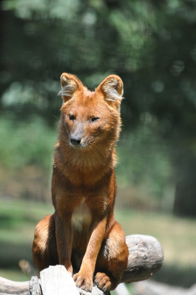 Dhole