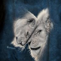 T-shirt Lions