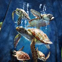 T-shirt Tortues Marines