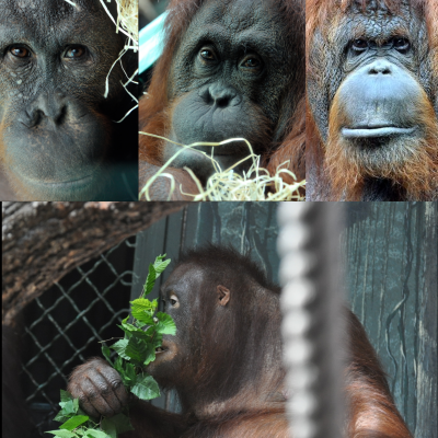 Parrainage Famille Orangs-Outans Ménagerie pour les adultes