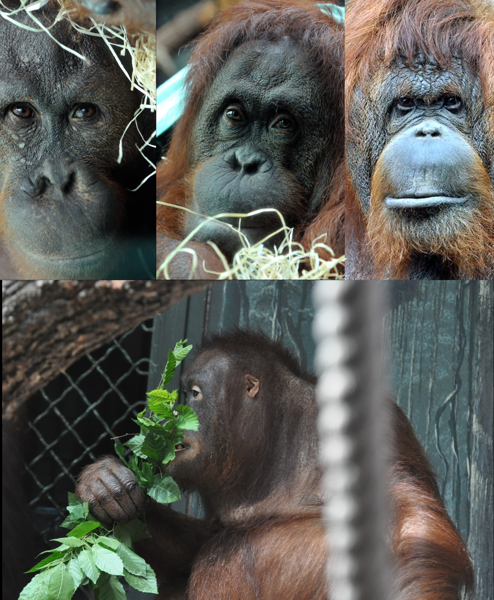 Famille orang soutans