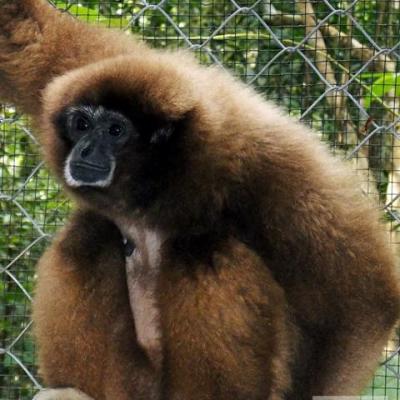 Gibbon jona