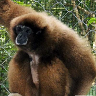 Gibbon jona