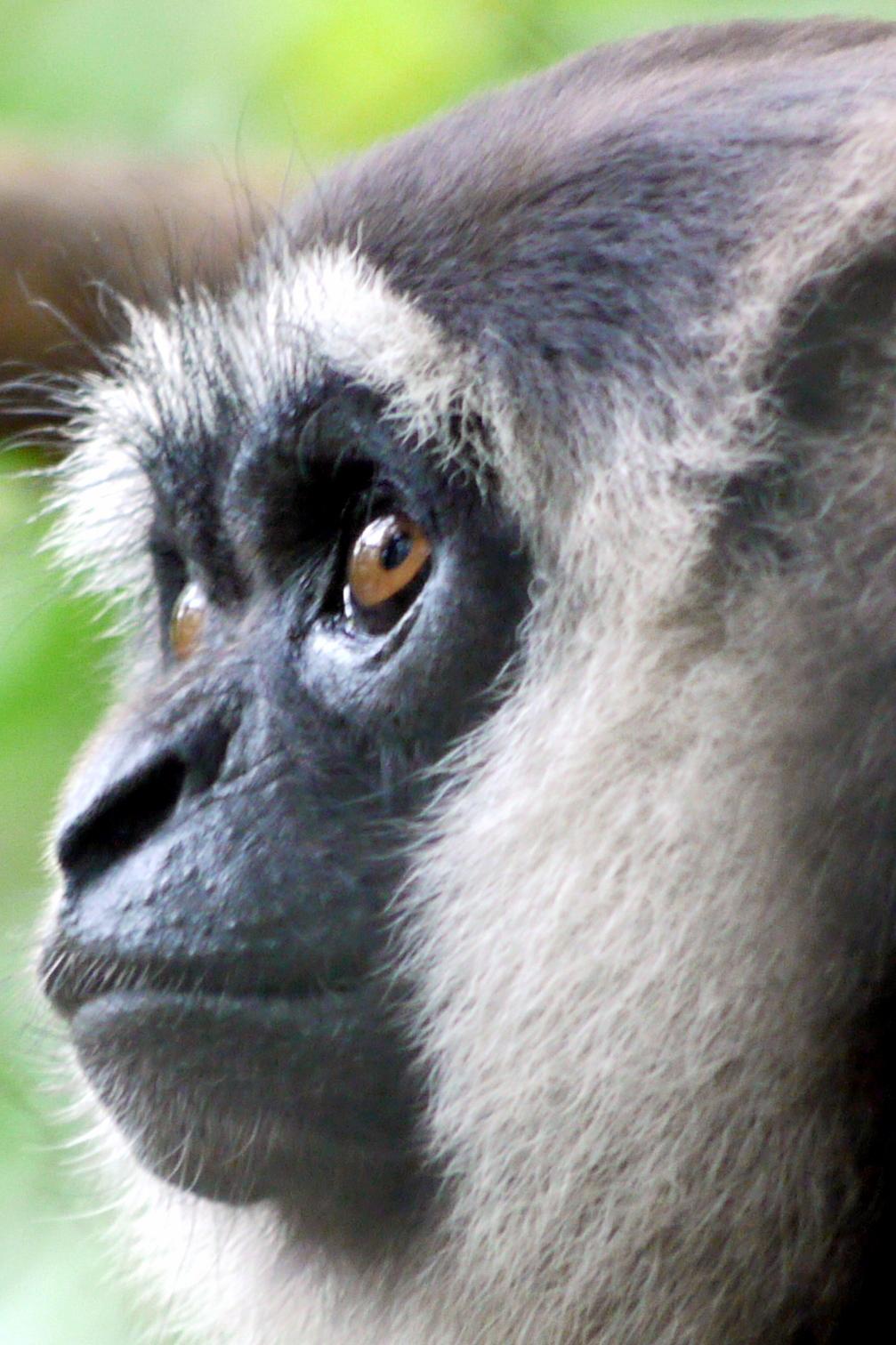 Gibbon nyoi nyoi