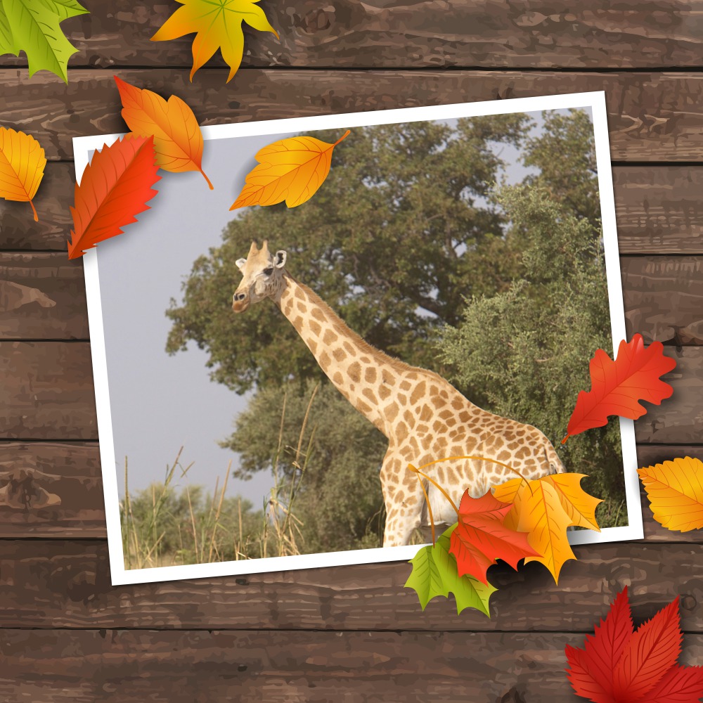 Girafe fandou automne2 sanspixiz