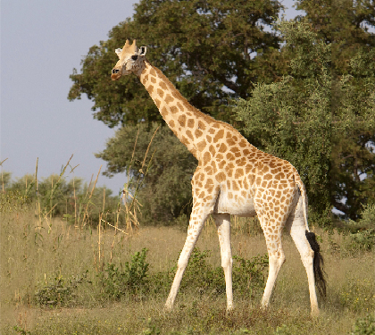 Girafe