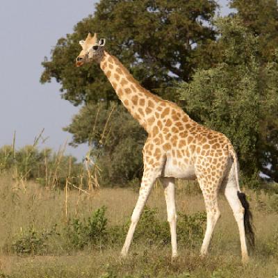 Parrainage Girafe