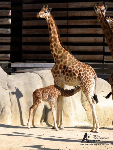 Girafon et girafe