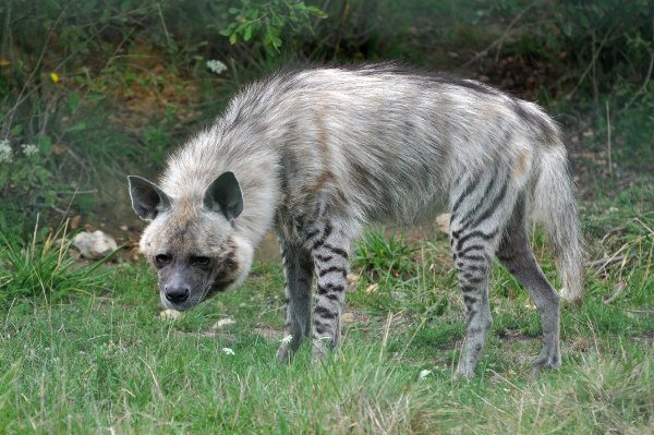 Hyene rayee