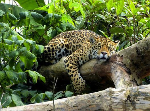 Jaguar femelle