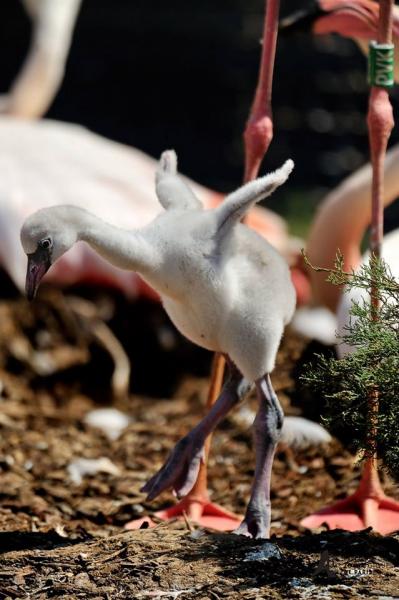 Jeune flamant