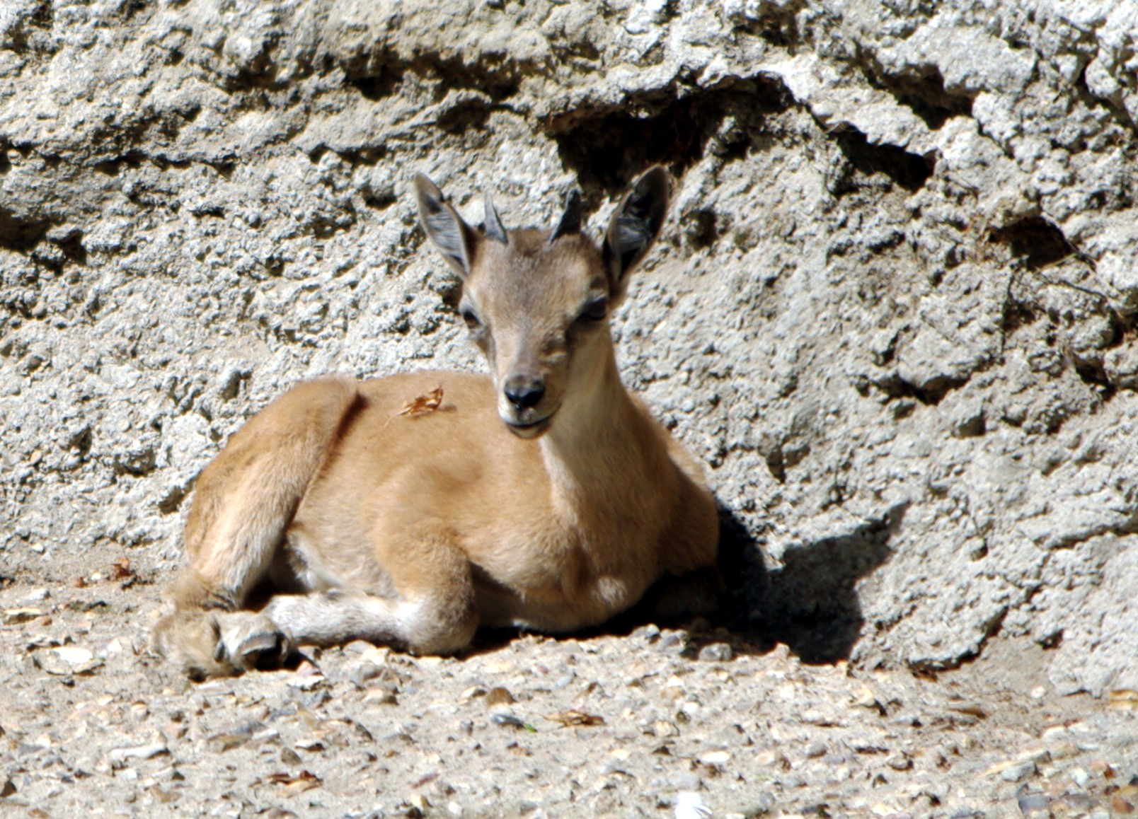 Jeune markhor