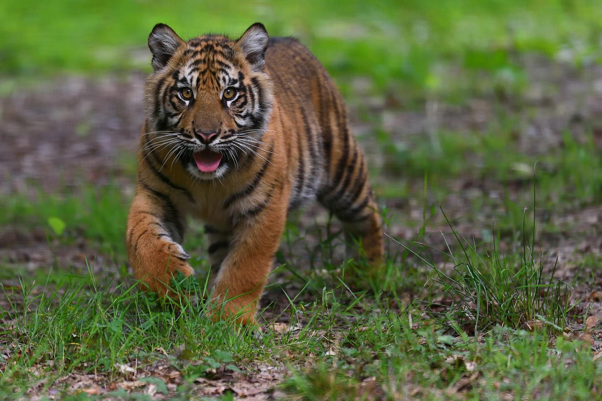 Jeune tigre de sumatra c mnhn f g grandin