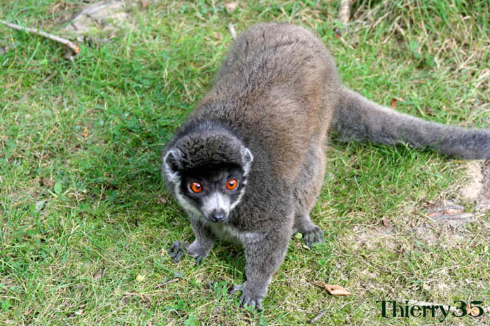 Lemur 10