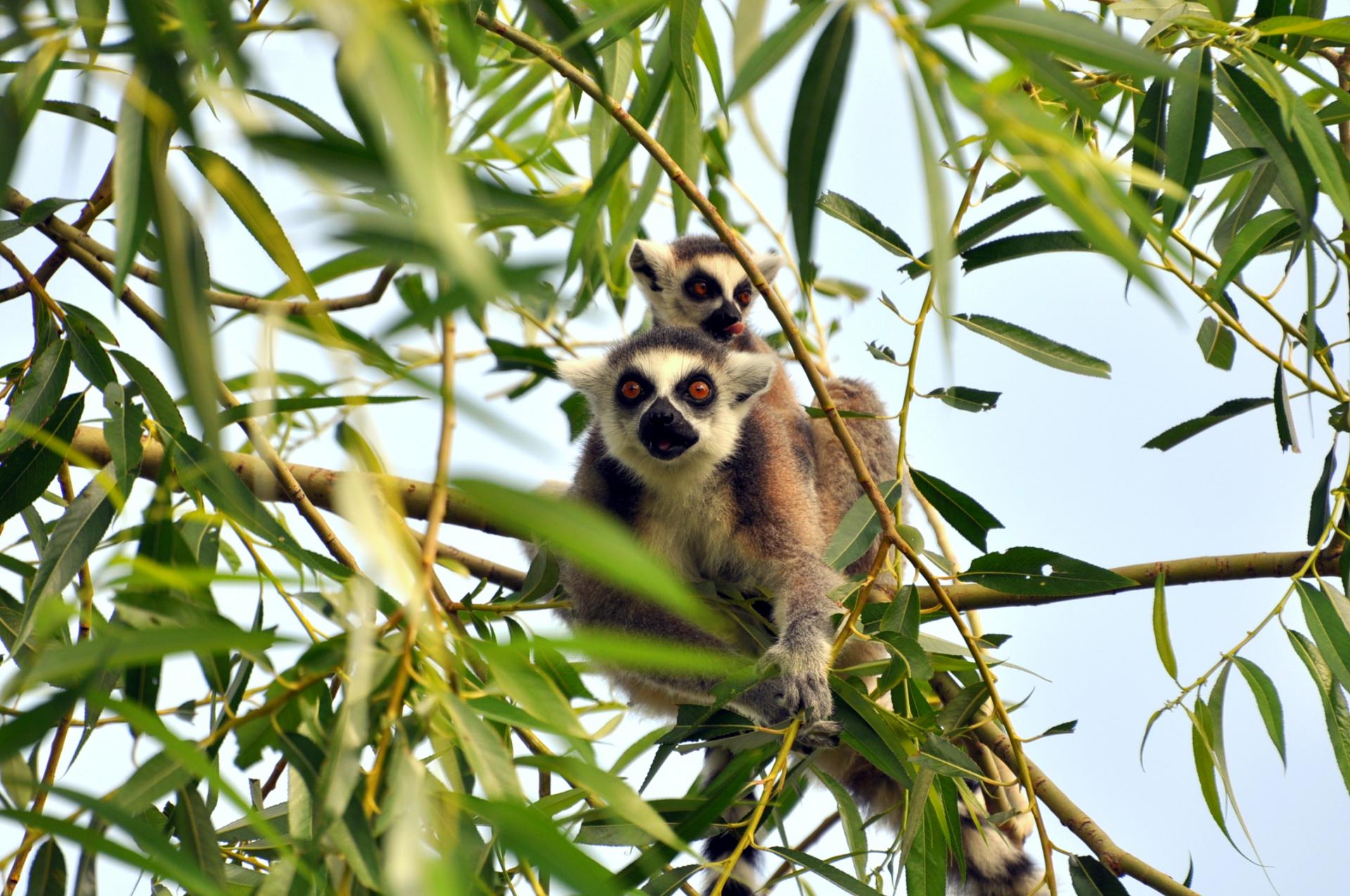 Lemur catte fl