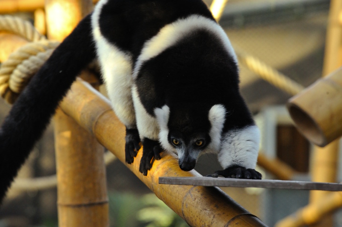 Lemur