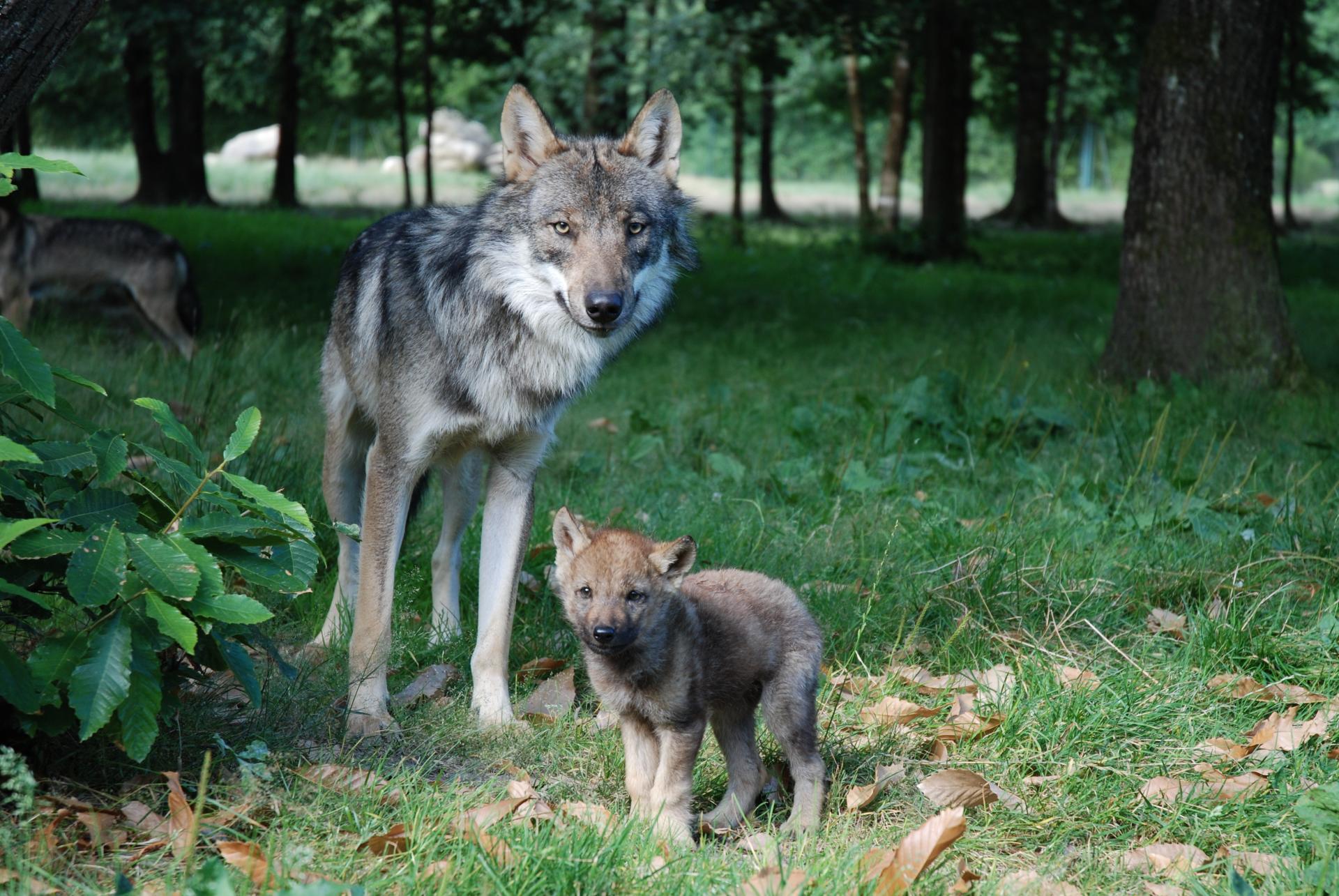 Loup europe c mnhn patrick roux