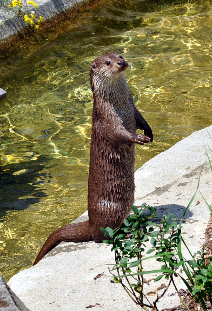 Loutre