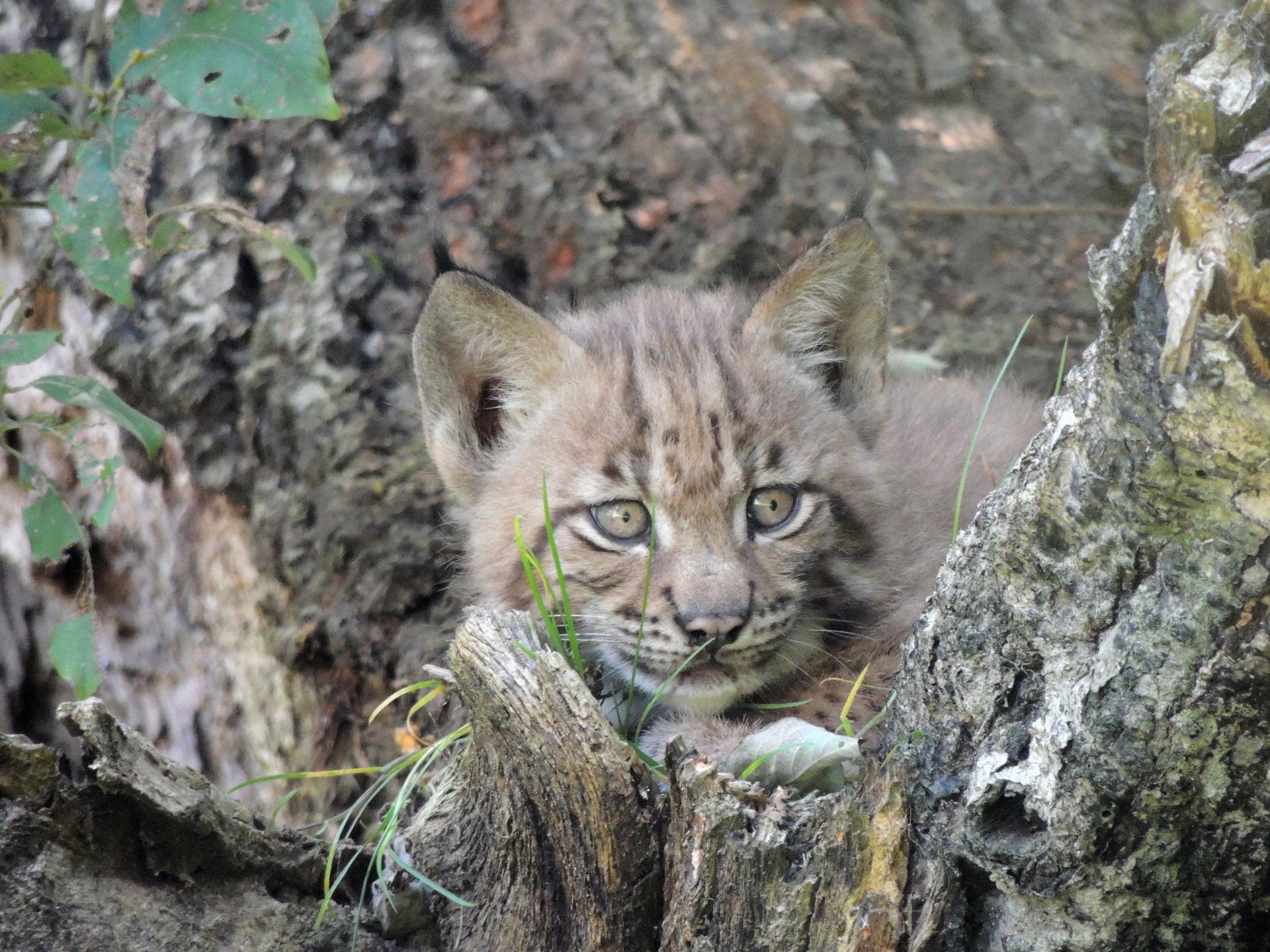 Lynx c mnhn patrick rouxbis