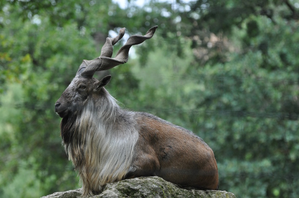 Markhor