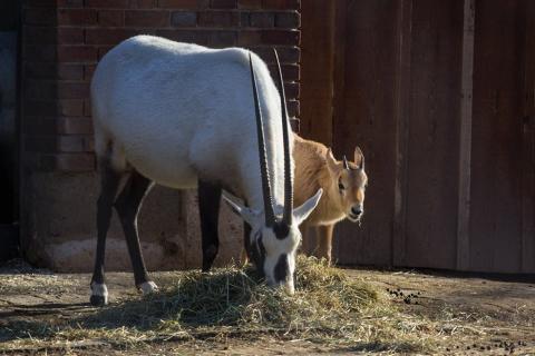 Oryx d arabie ne le 13 sept 2015 photo virginie barraud