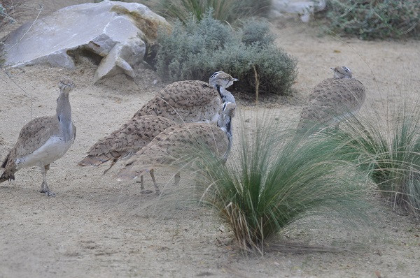 Outardes houbara