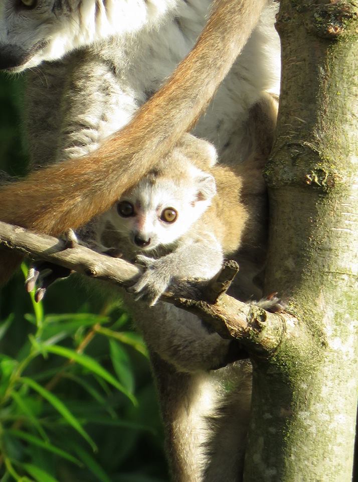 Petit lemur couronne 23 mai 2017 celine renac