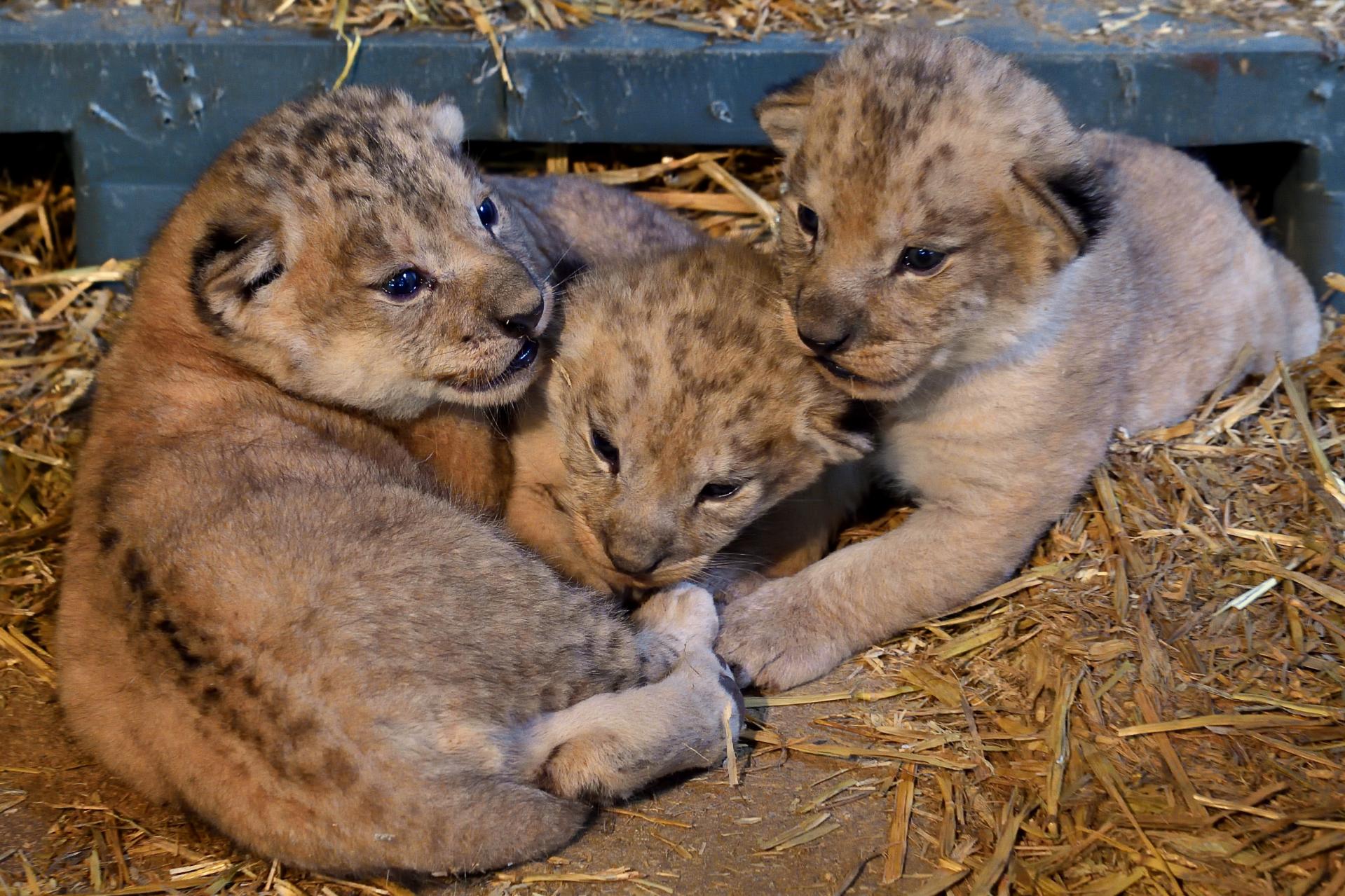 Photo lionceaux pzp f g grandin mnhn