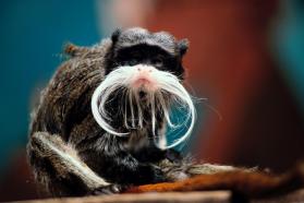 Photo tamarin empereur f g grandin mnhn