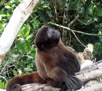 Singe laineux