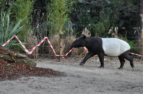 Tapir malais