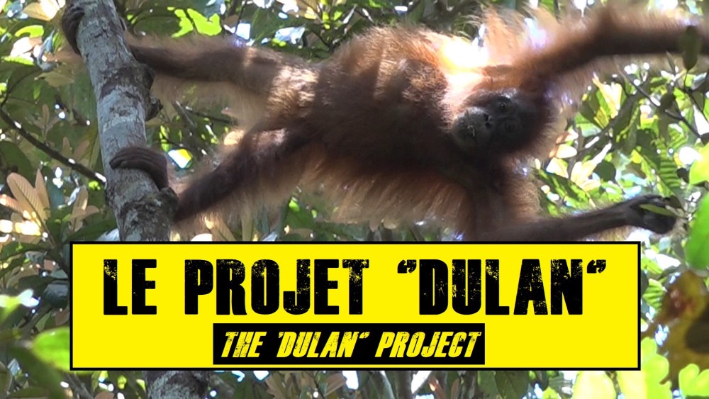 The dulan project 2